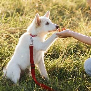 What Commands to Teach a Puppy First: The 5 Basic Commands