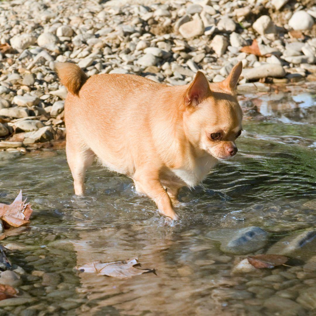 Obese Chihuahua