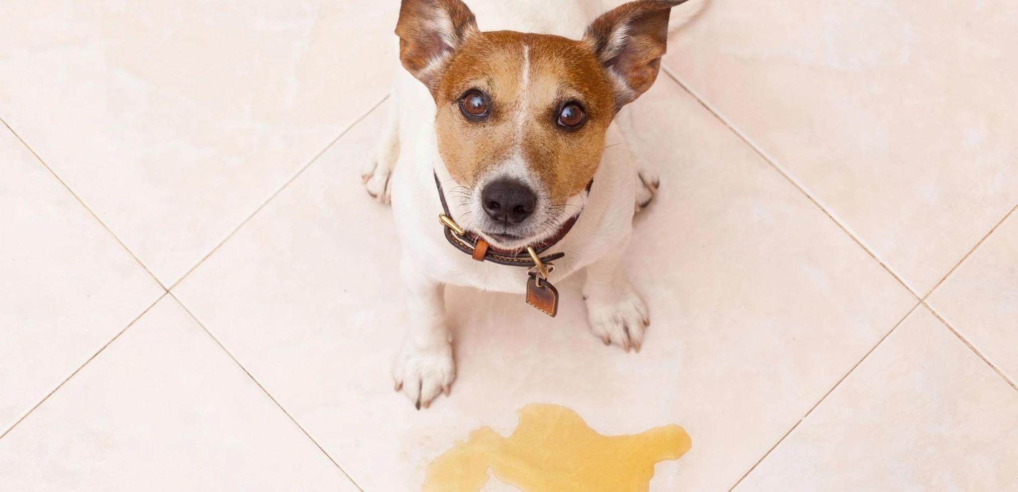 How to Stop a Dog From Peeing in the House Potty Buddy Potty Buddy™