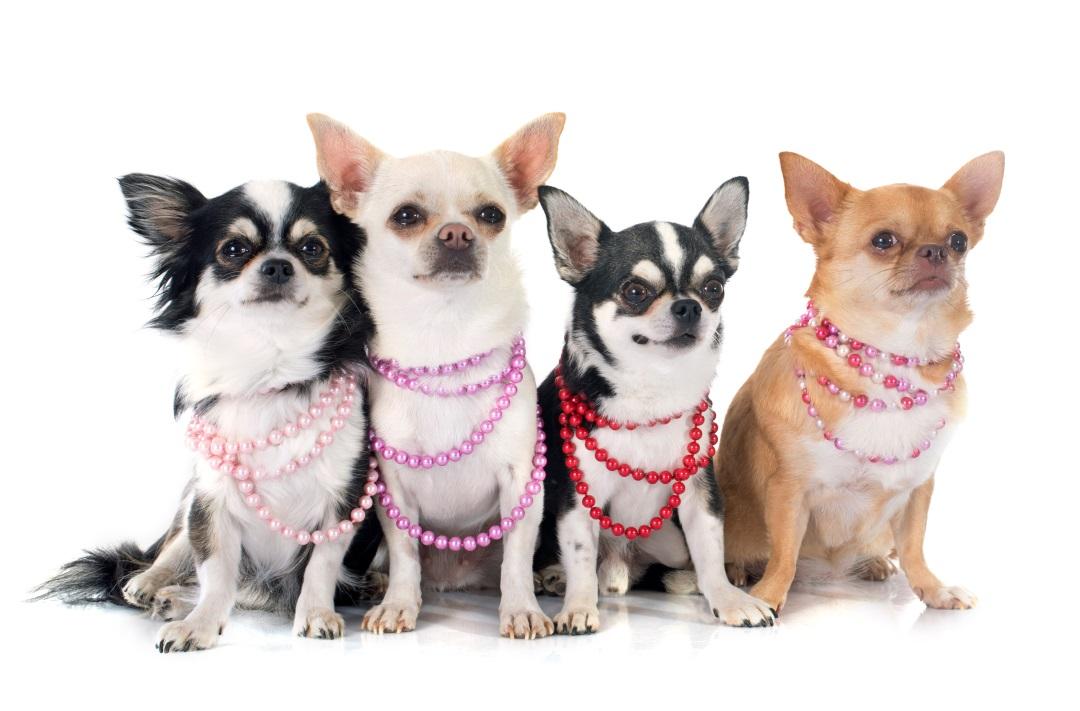 puppy female chihuahua