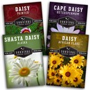 4 packets of heirloom daisy flower seeds