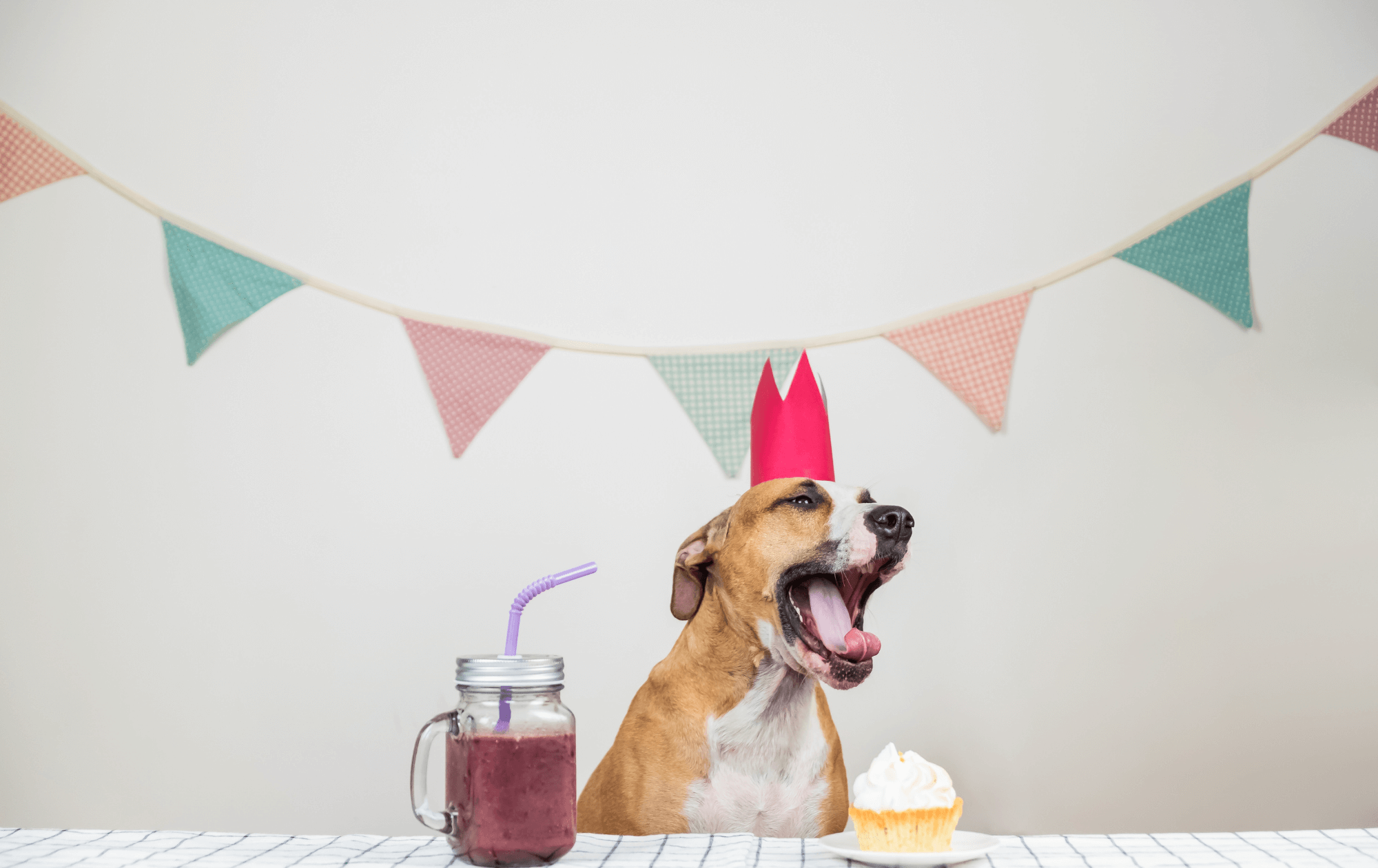 Door Buddy Giveaway - Dog Birthday