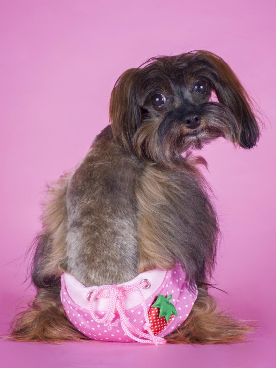 Dog Breed the Petersburg orchid in her underpants on a pink background