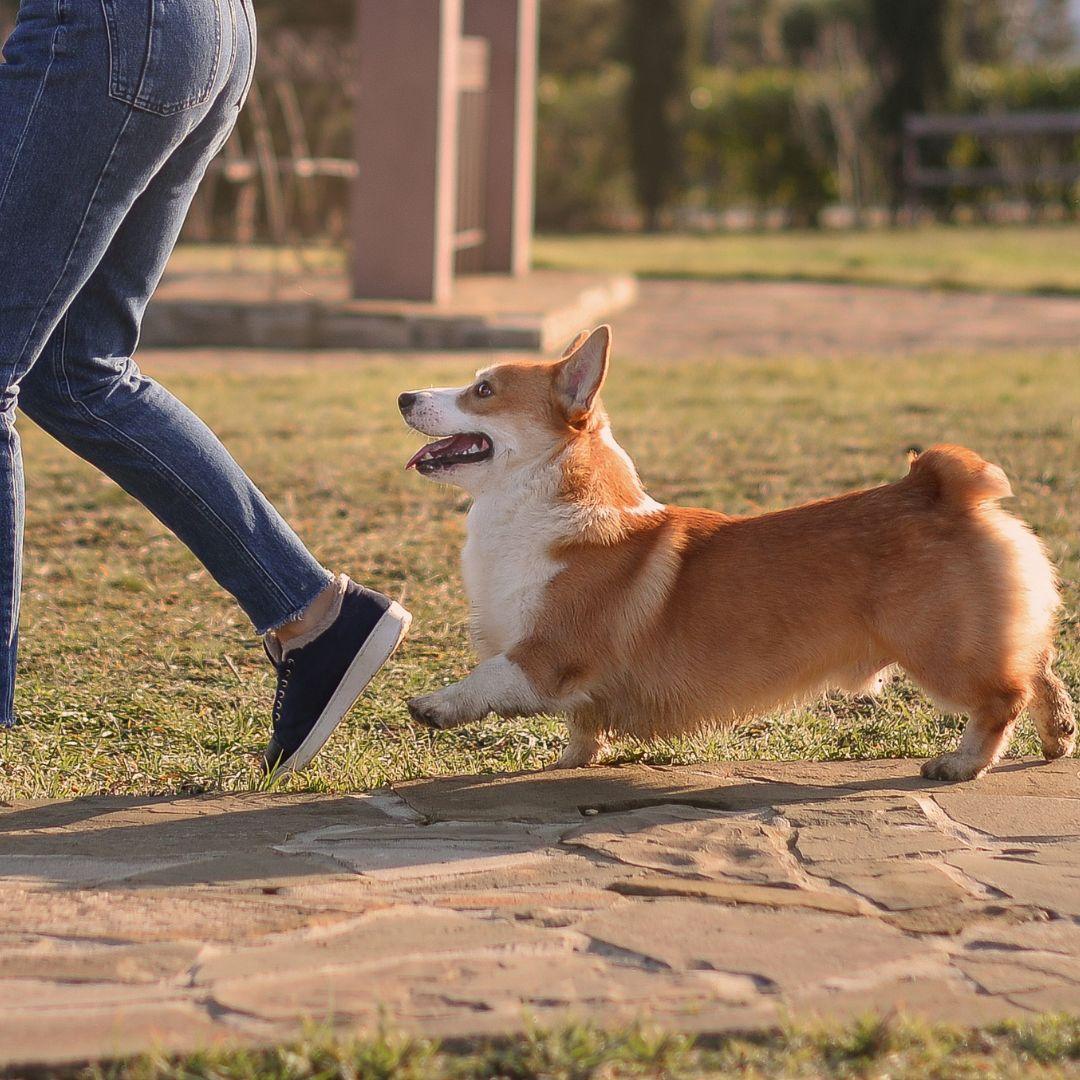 Corgi following owner