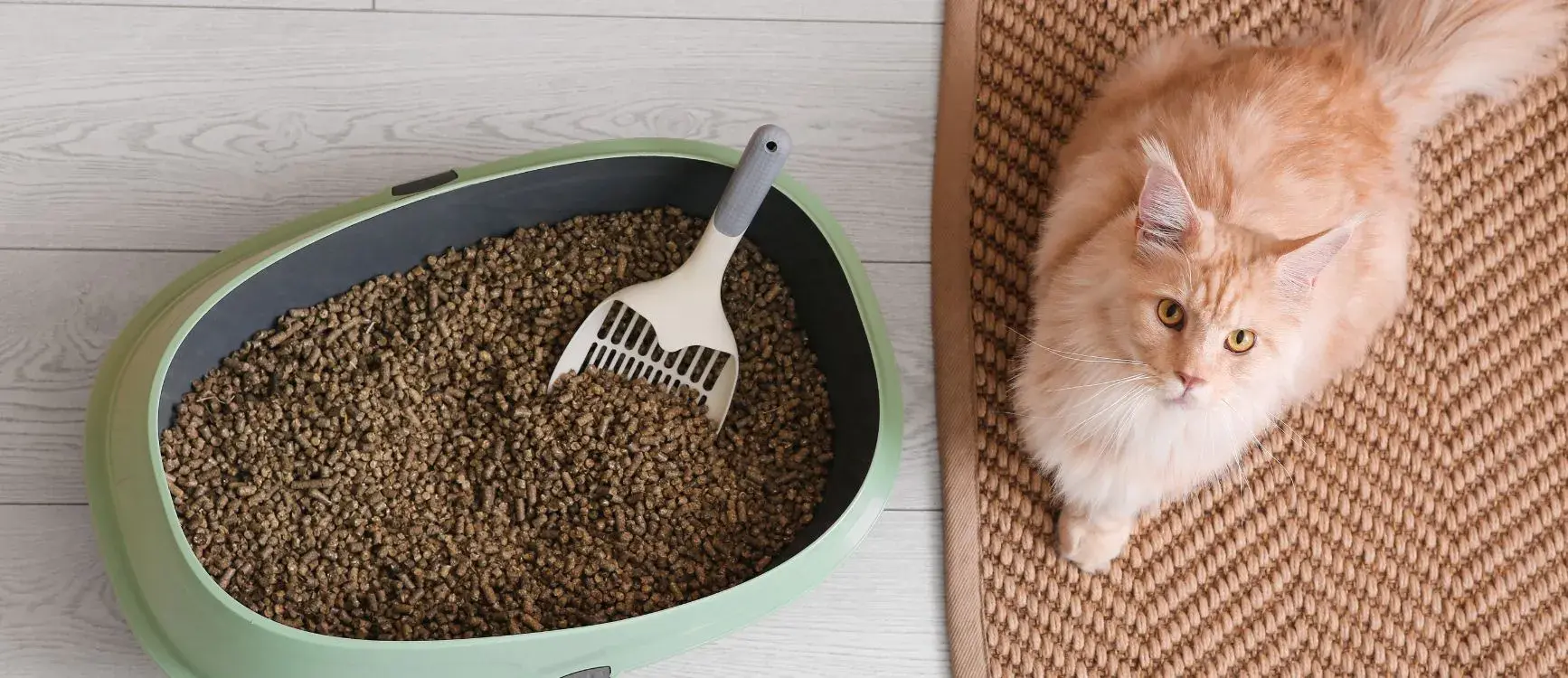 A cat stands beside a litter box, looking curiously at its surroundings in a cozy indoor setting.