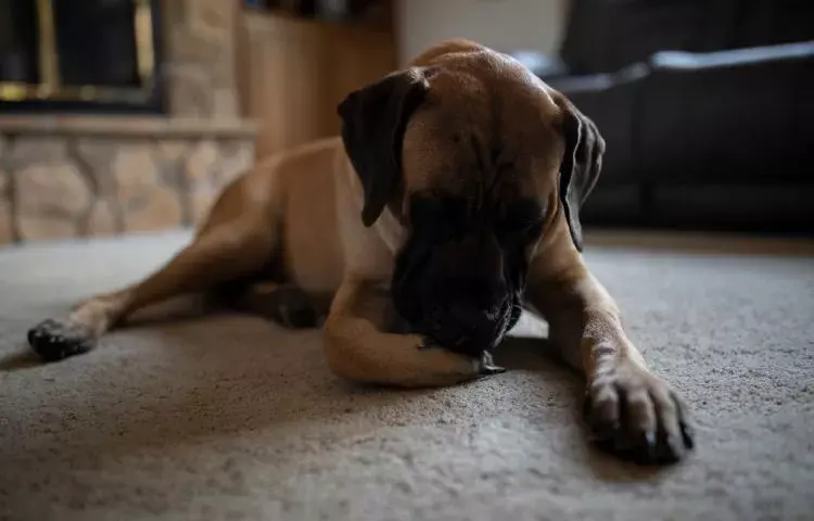 How To Stop Dog From Licking Paws