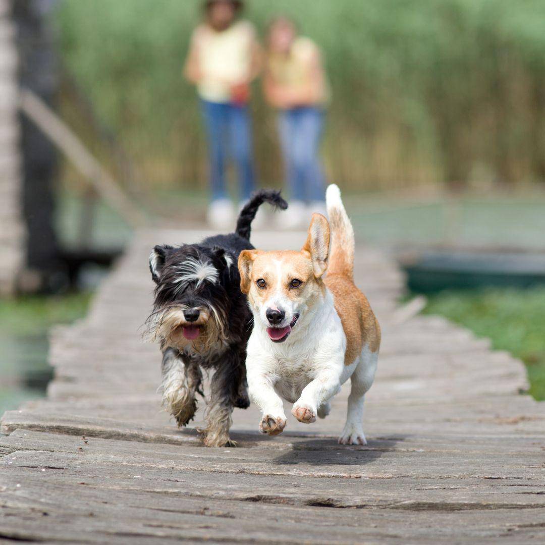 Two dogs running down jetty