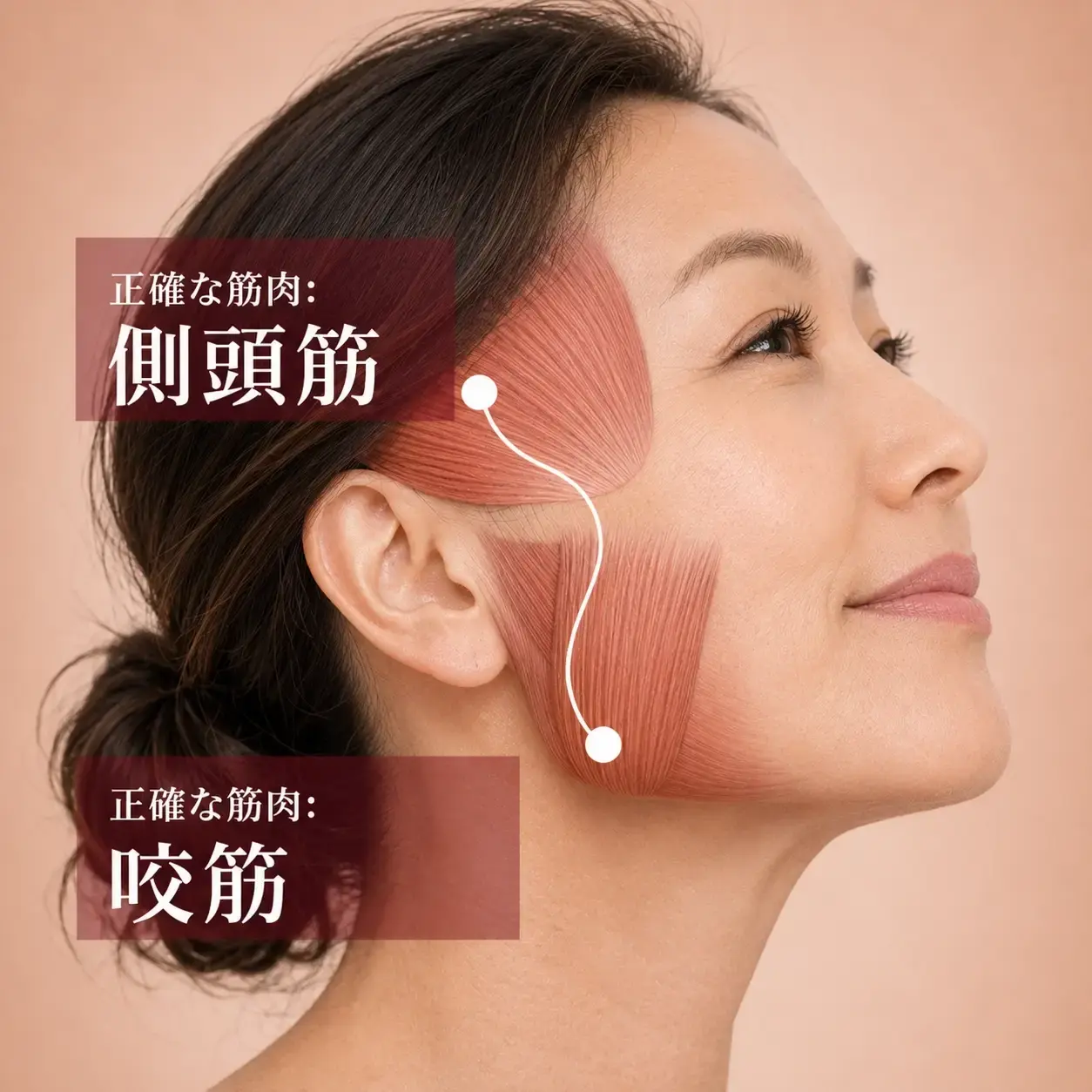 Women showing Temporalis Muscle and Masseter Muscle