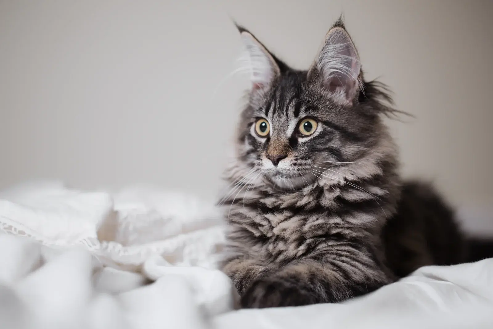 cat man