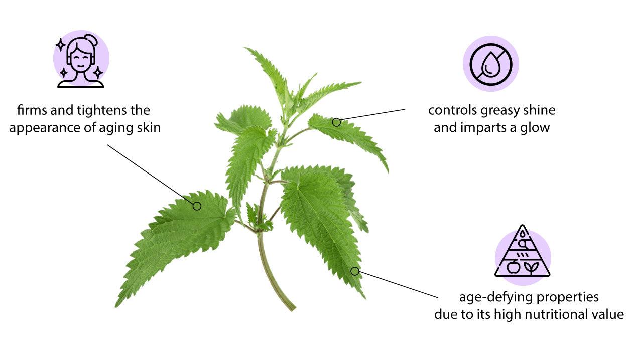#7 FOR BEAUTY THAT’S SKIN DEEP: EXTRACT OF THE NETTLE LEAF