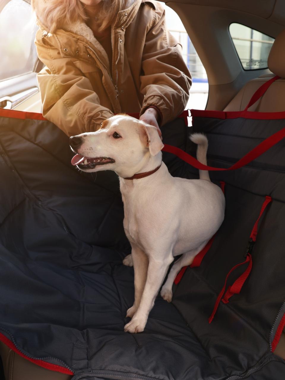Woman fastening her cute Jack Russel Terrier dog with safety belt in bag carrier inside car.