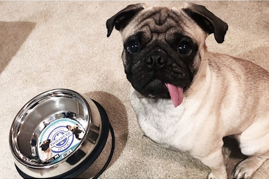 pug food bowl