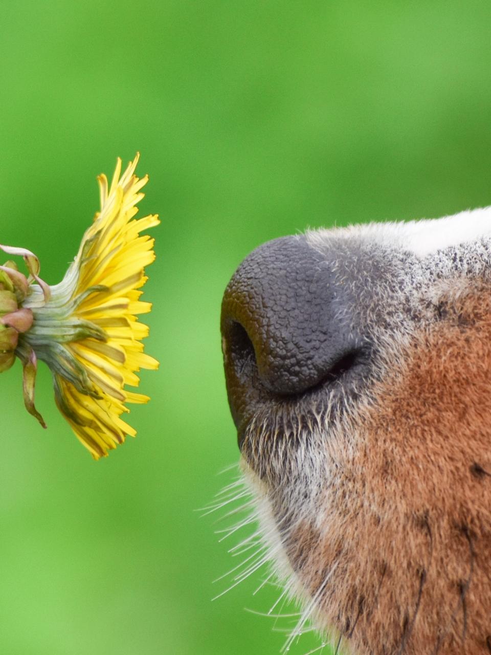 The dog's nose near the flower.