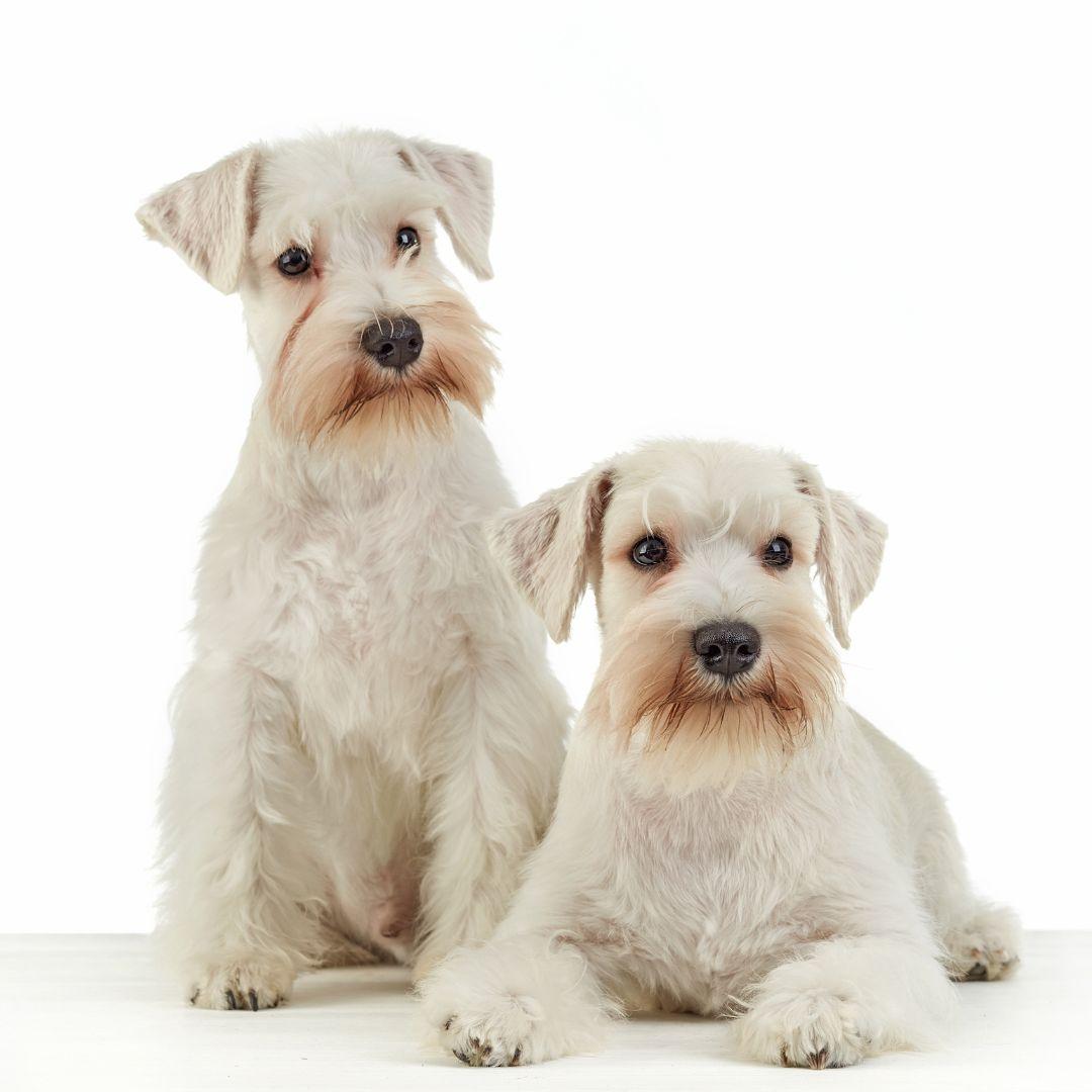 Miniature Schnauzers Dog on White Background