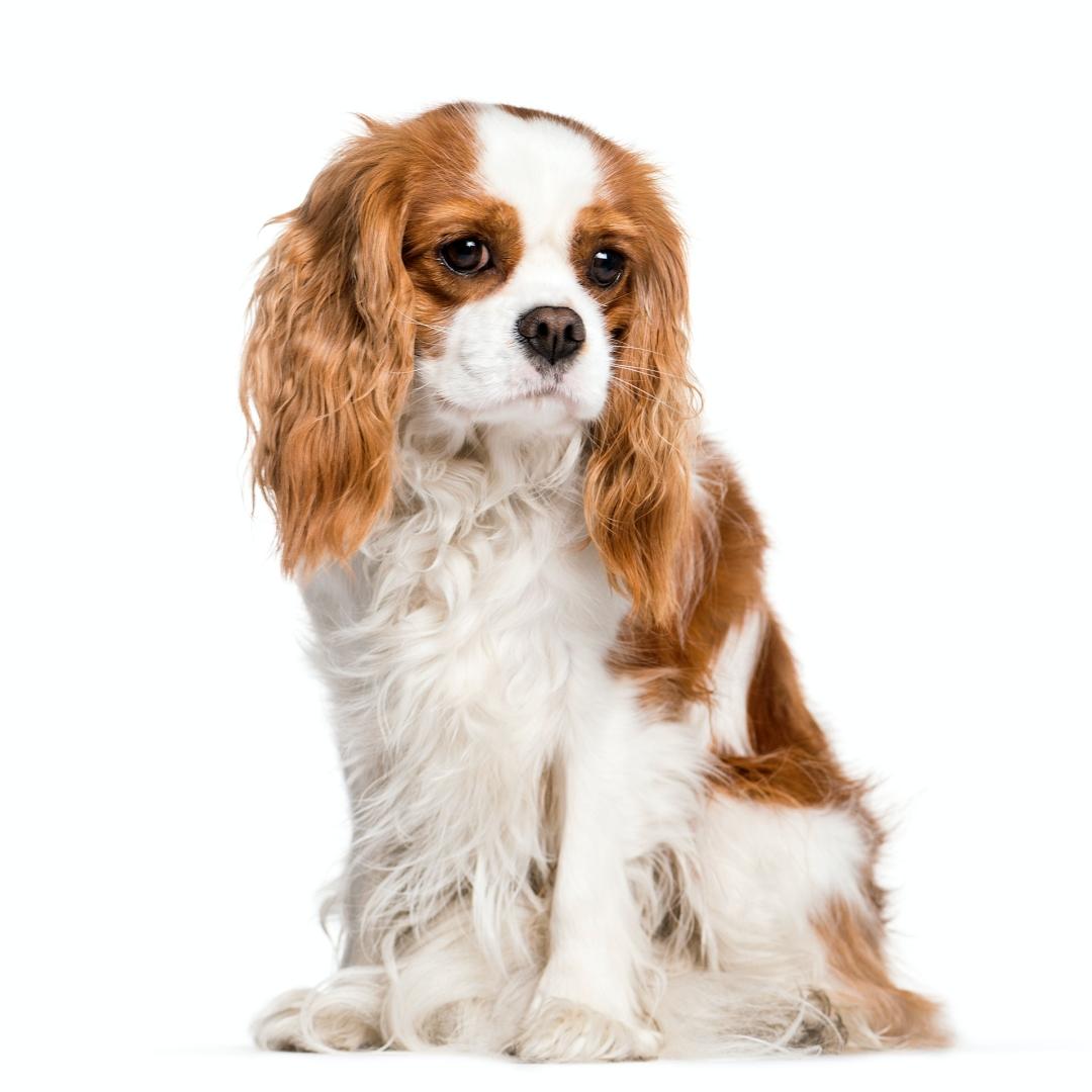 CAVALIER KING CHARLES SPANIEL
