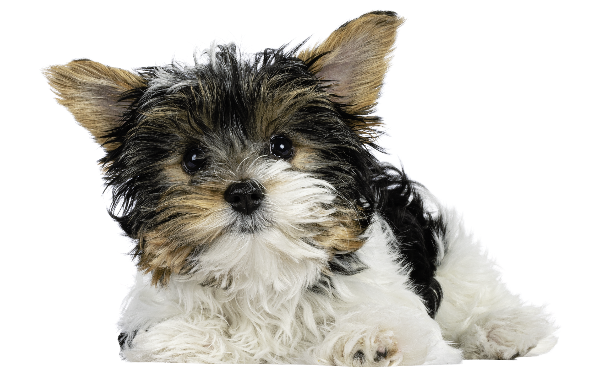 Portrait of biewer puppy