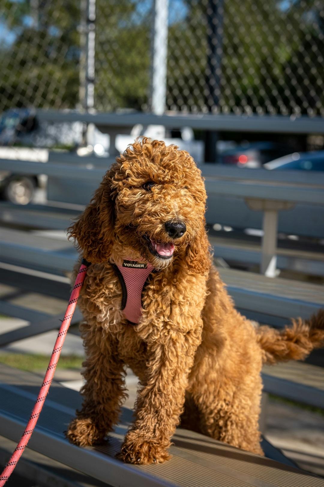 Goldendoodles cross Golden Retrievers with poodles,