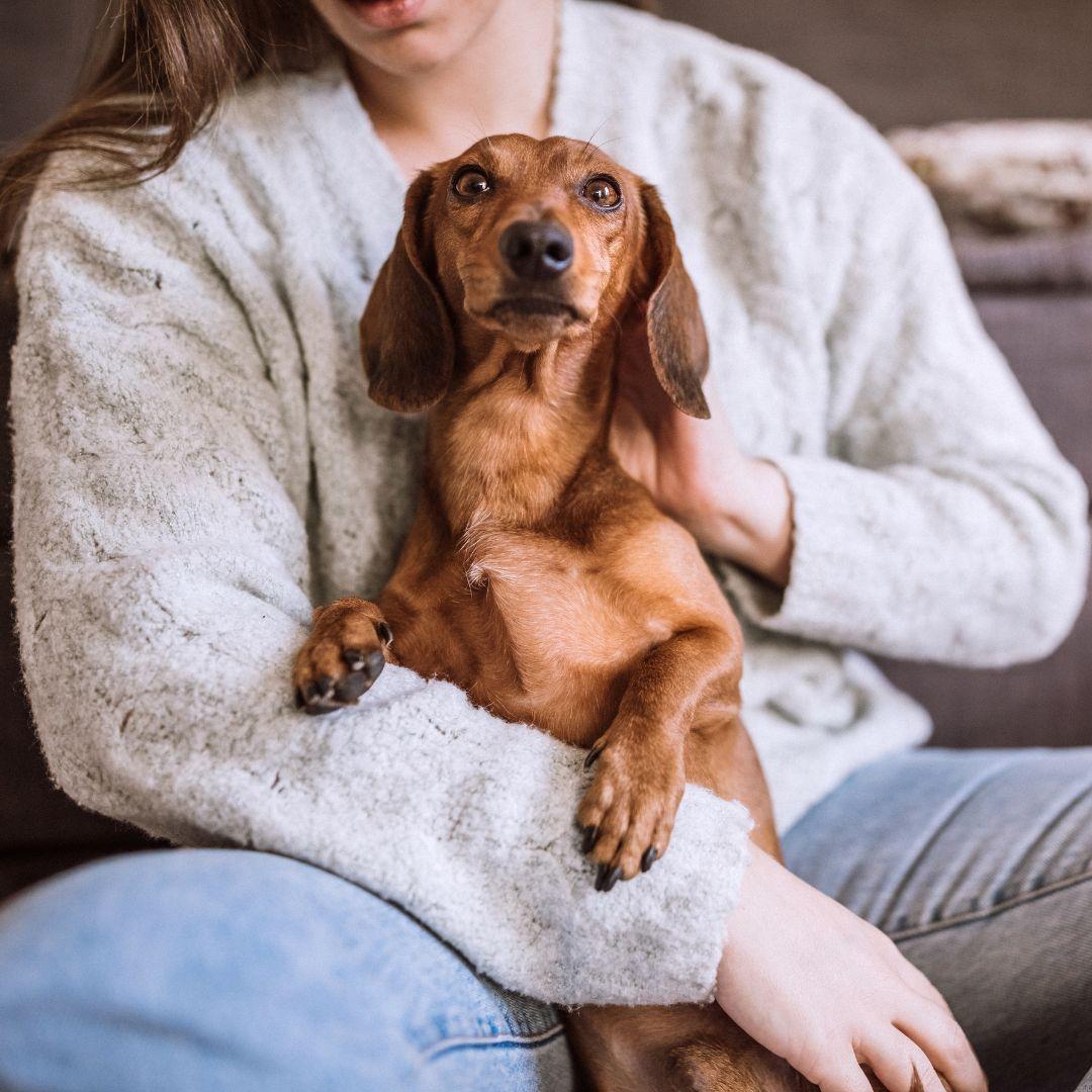 Happy Dachshund dog in lap of his owner