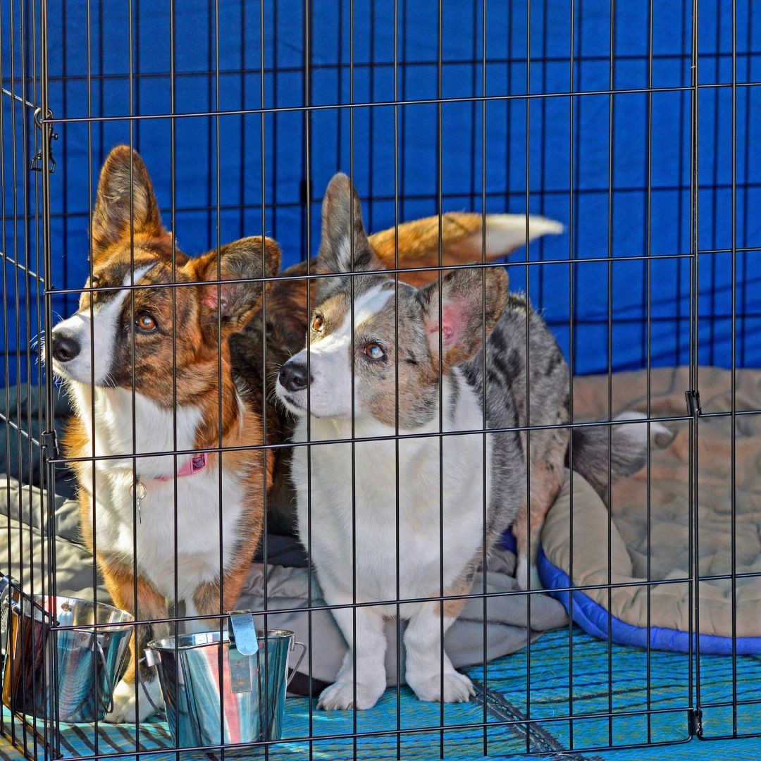 Two corgis in dog crate