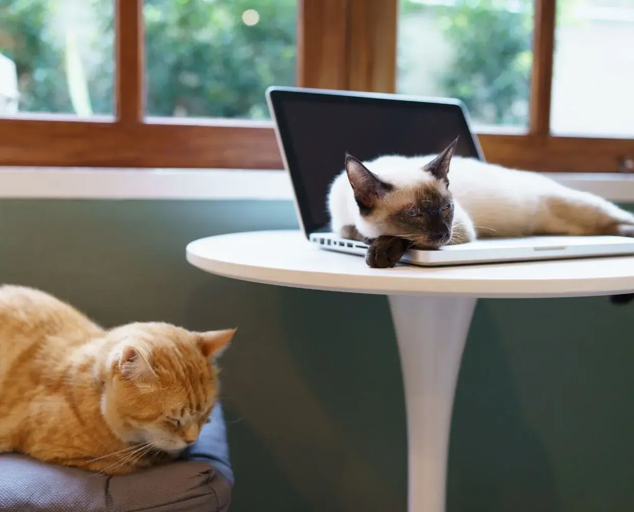 a quiet space for a cat in a office, two cats next to each other, the one is on a laptop