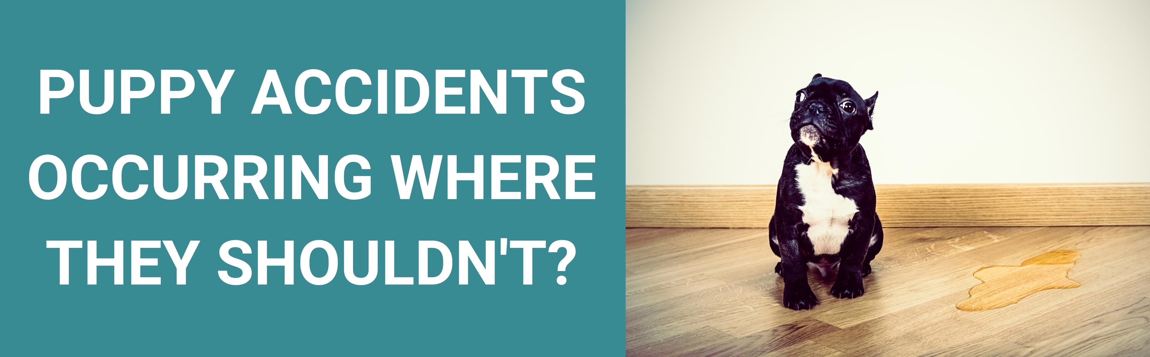 5 Puppy Potty Training Mistakes To Avoid Potty Buddy™