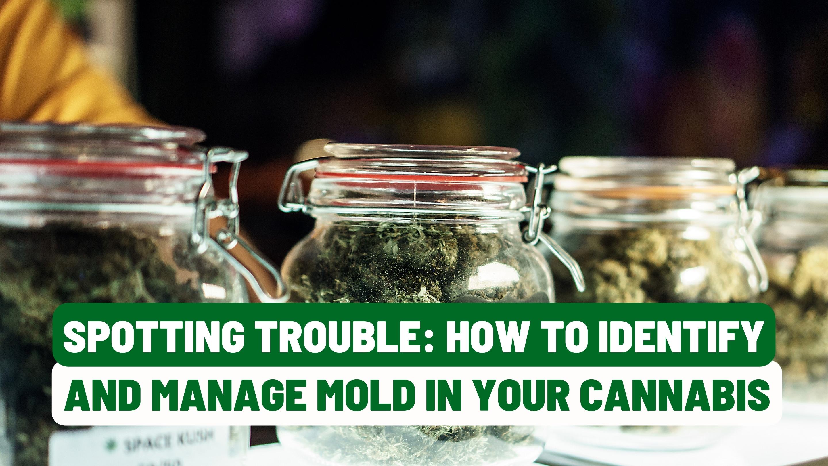 Spotting Trouble: How to Identify and Manage Mold in Your Cannabis