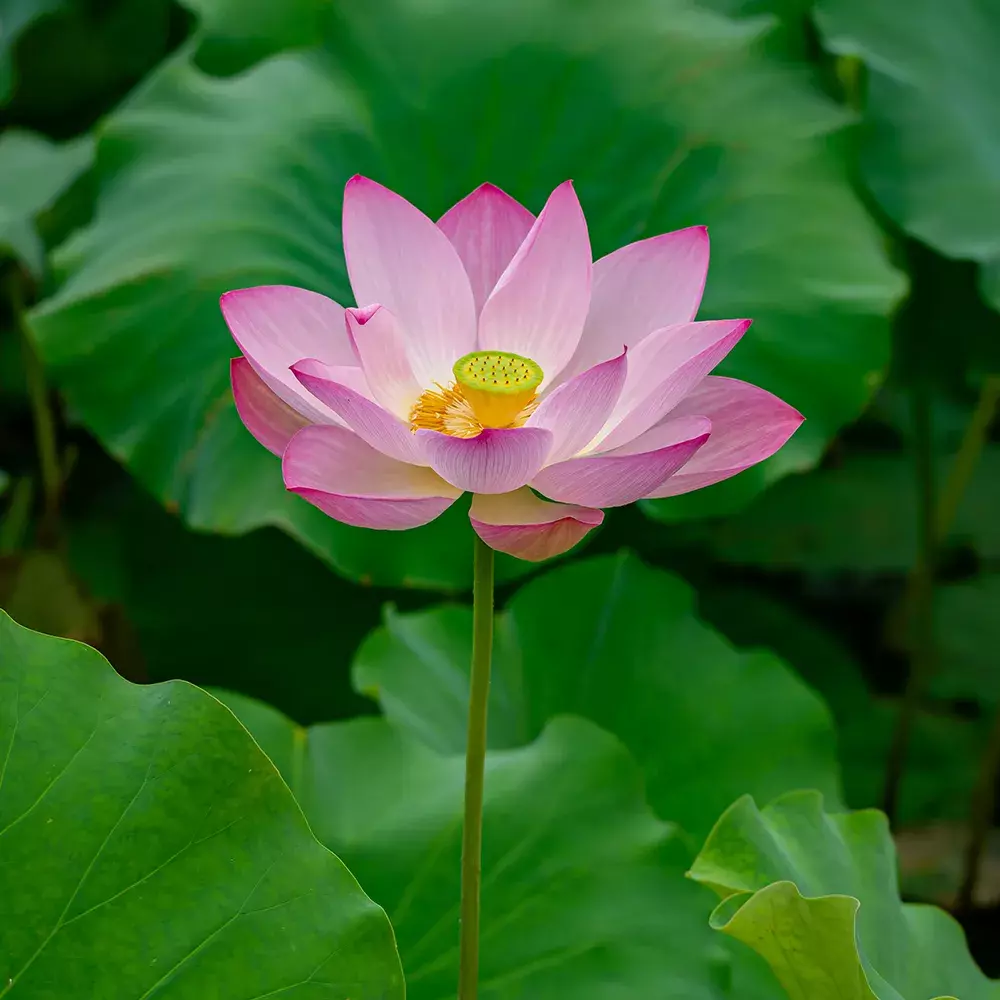 Sacred Lotus