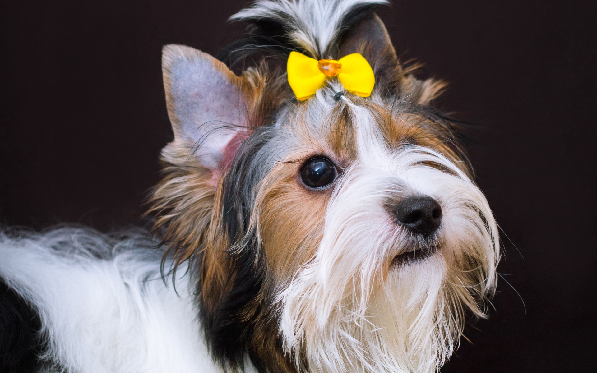 Portrait of biewer dog