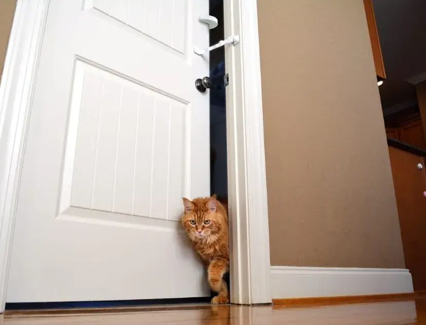 A cat walking through a door held open by a Door Buddy Door Strap