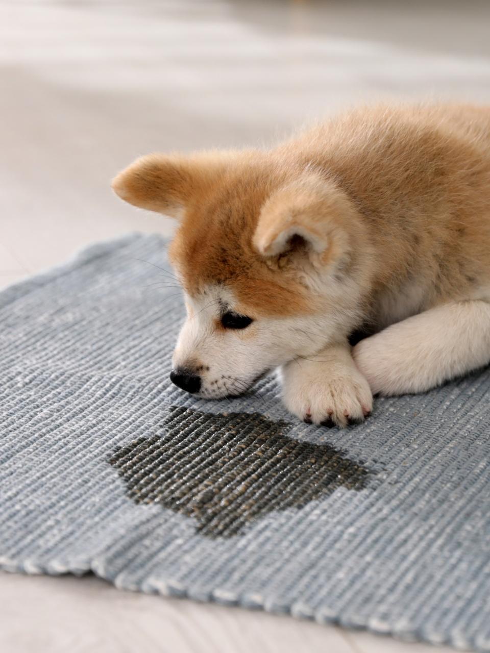 A curious puppy sniffs a wet spot on a soft gray rug.