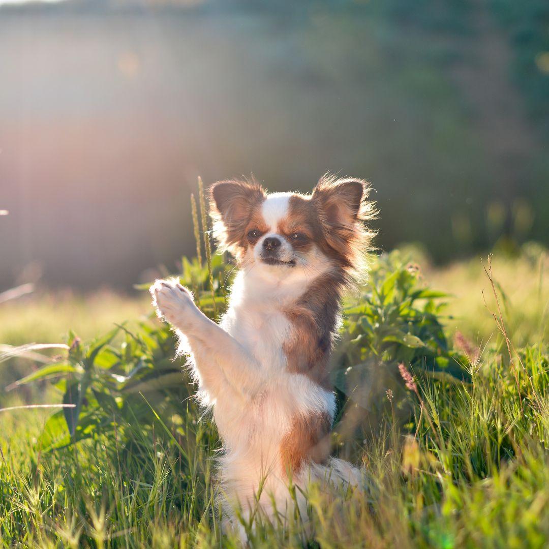 Chihuahua on hind legs