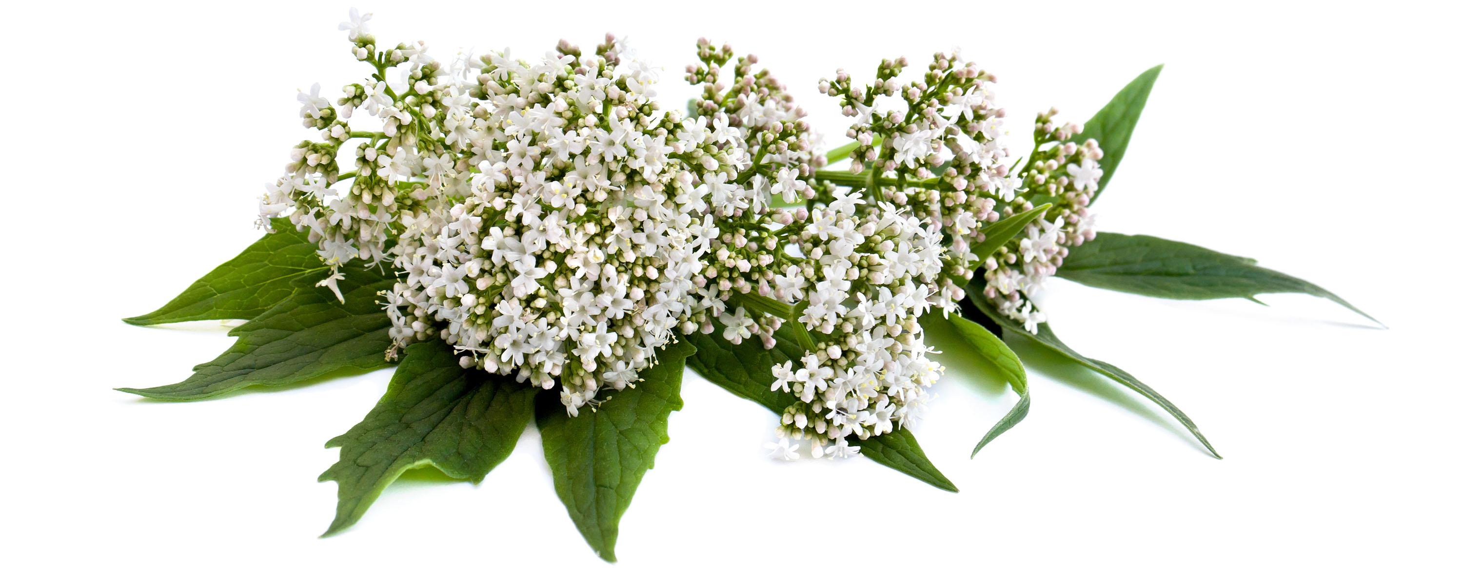White Valerian flowers and green leaves with white background