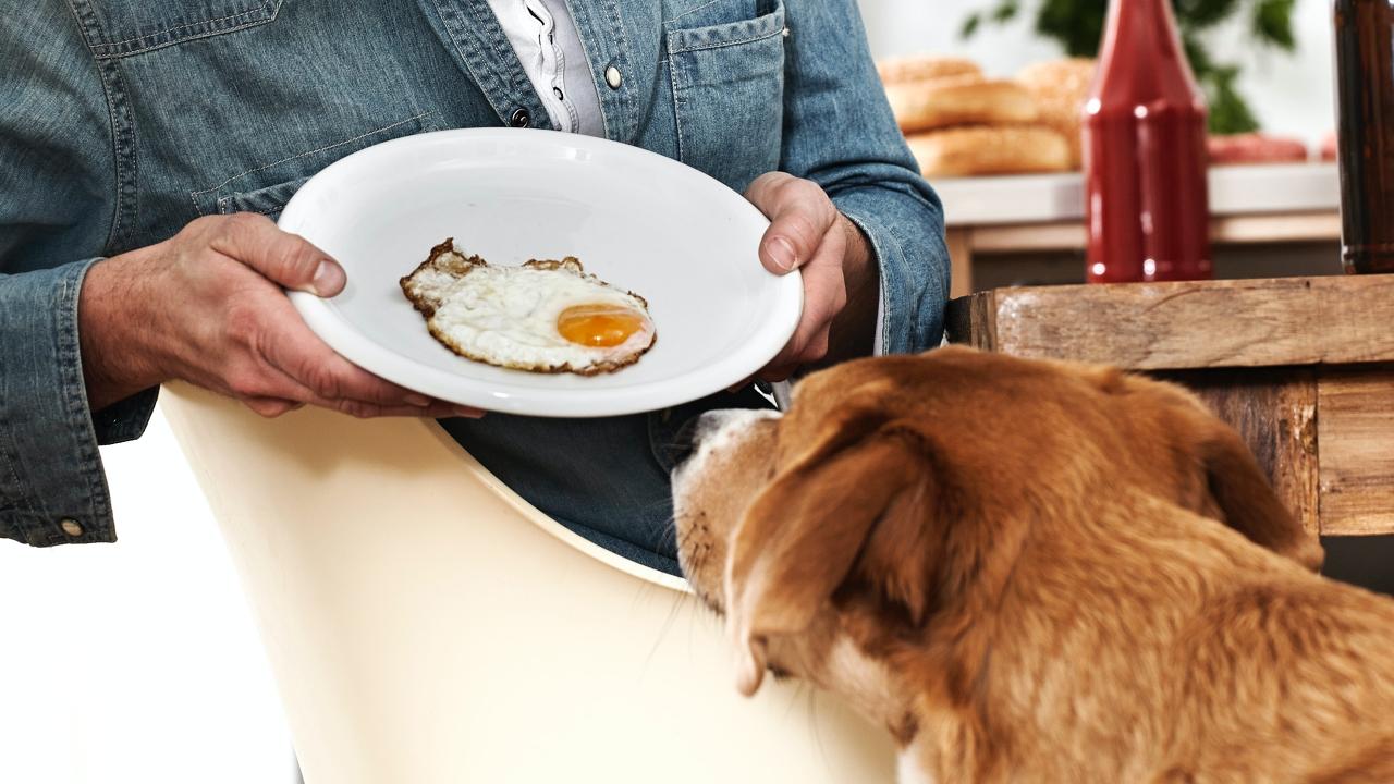 Can Dogs Eat Eggs? The Benefits, Risks, and Some Sage Feeding Tips