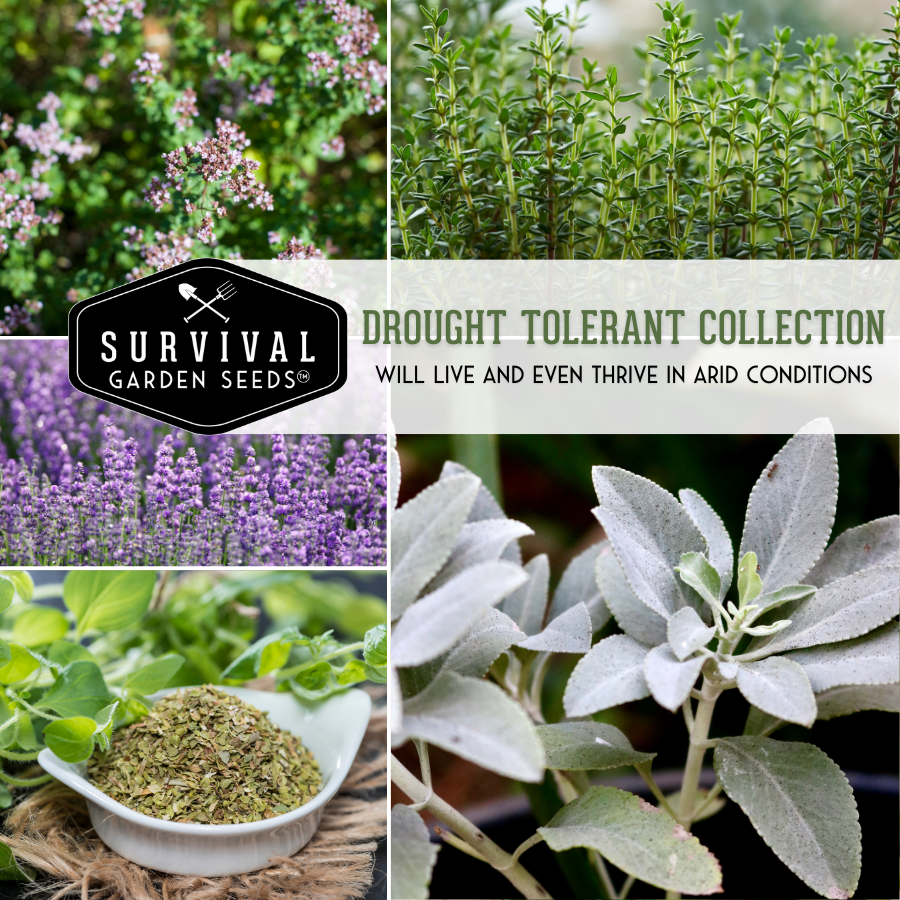 Drought Tolerant Flowers and Herbs