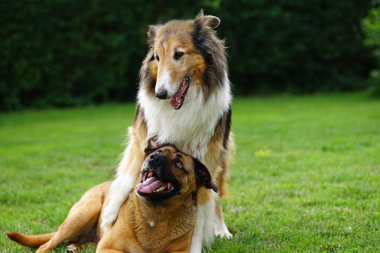Dogs Play Fighting | Everything You Need To Know – Skipper'S Pet Products