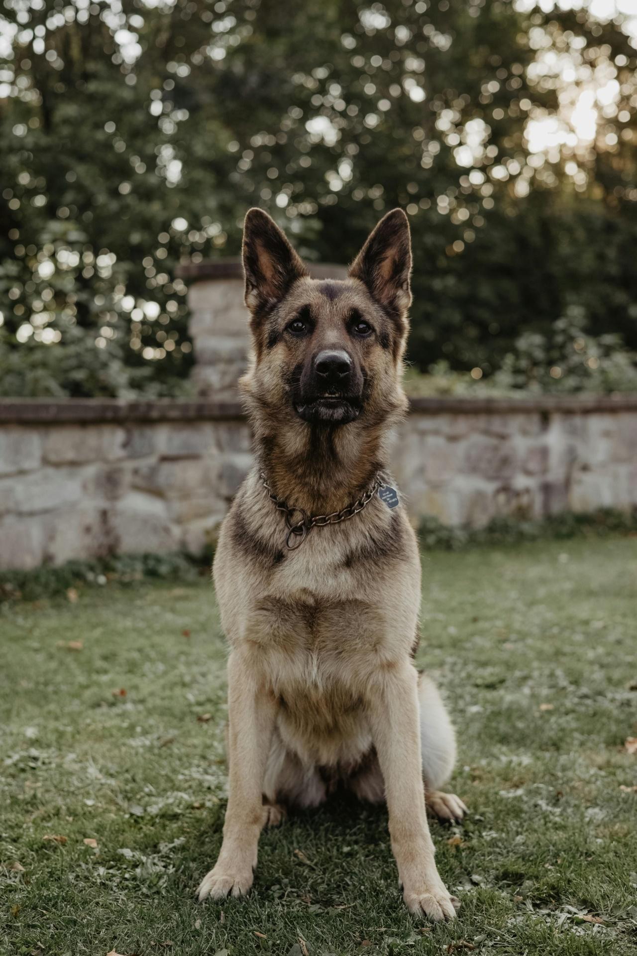 german shepherd male