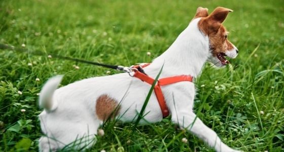 A Jack Russel dog on the grass