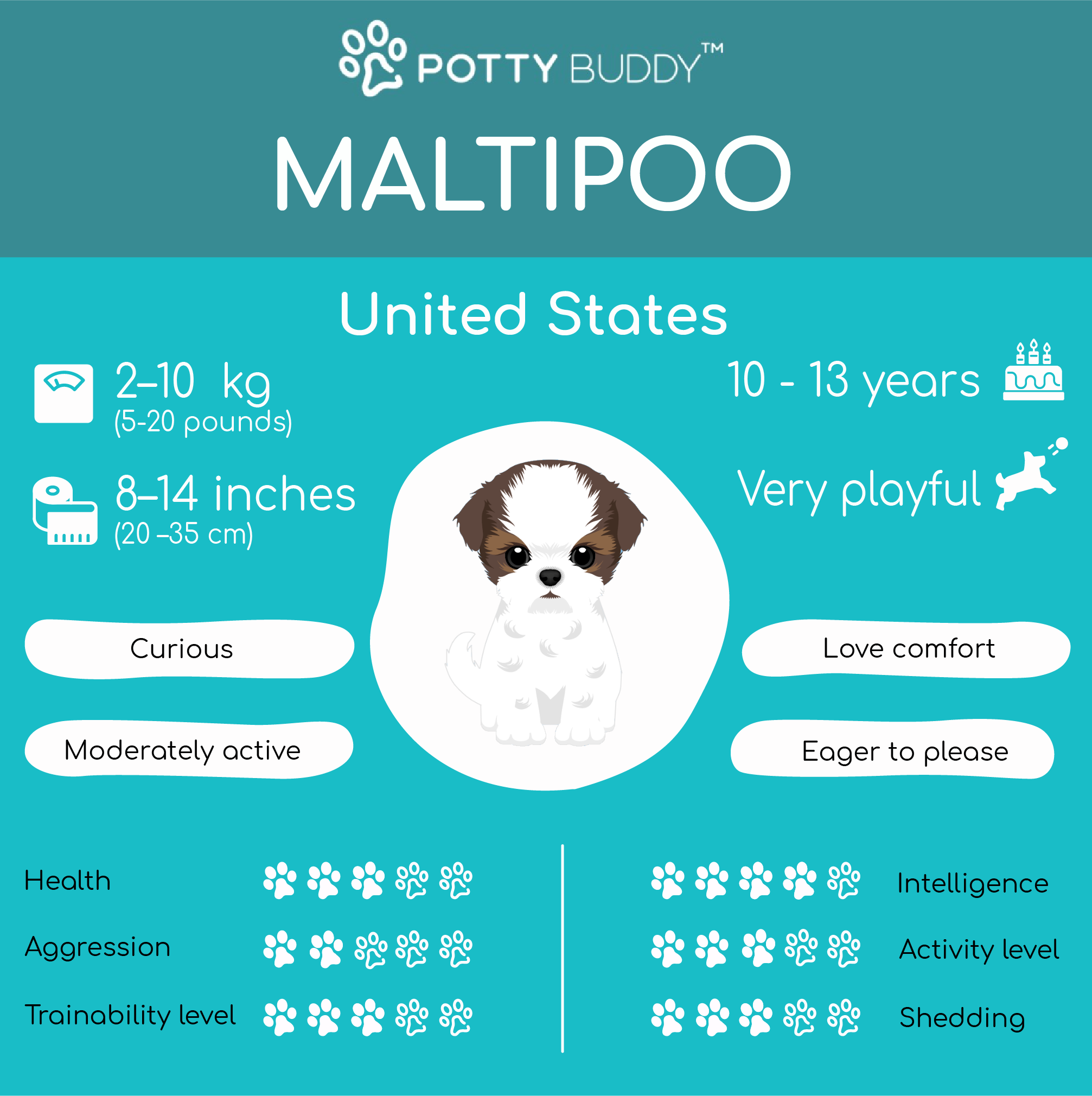 Characteristics of the Maltipoo in One Picture