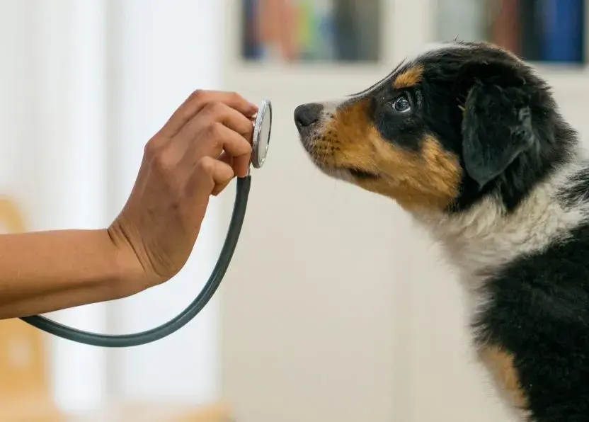 A veterinarian examines a dog with a stethoscope, ensuring the pet's health and well-being during a check-up.