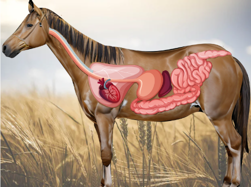 Selvita Equine Horse Sideview with Organs