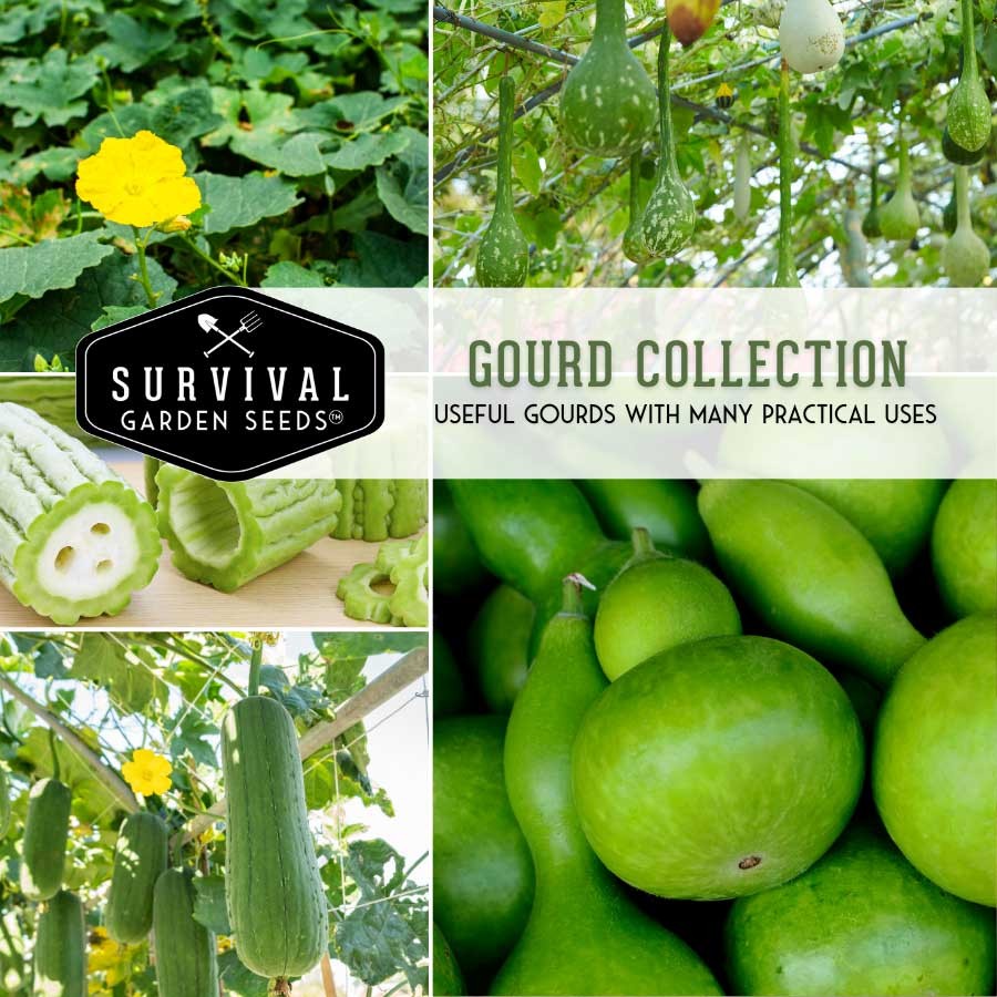 Gourd Seed Collection - 2 Varieties of Useful Gourds