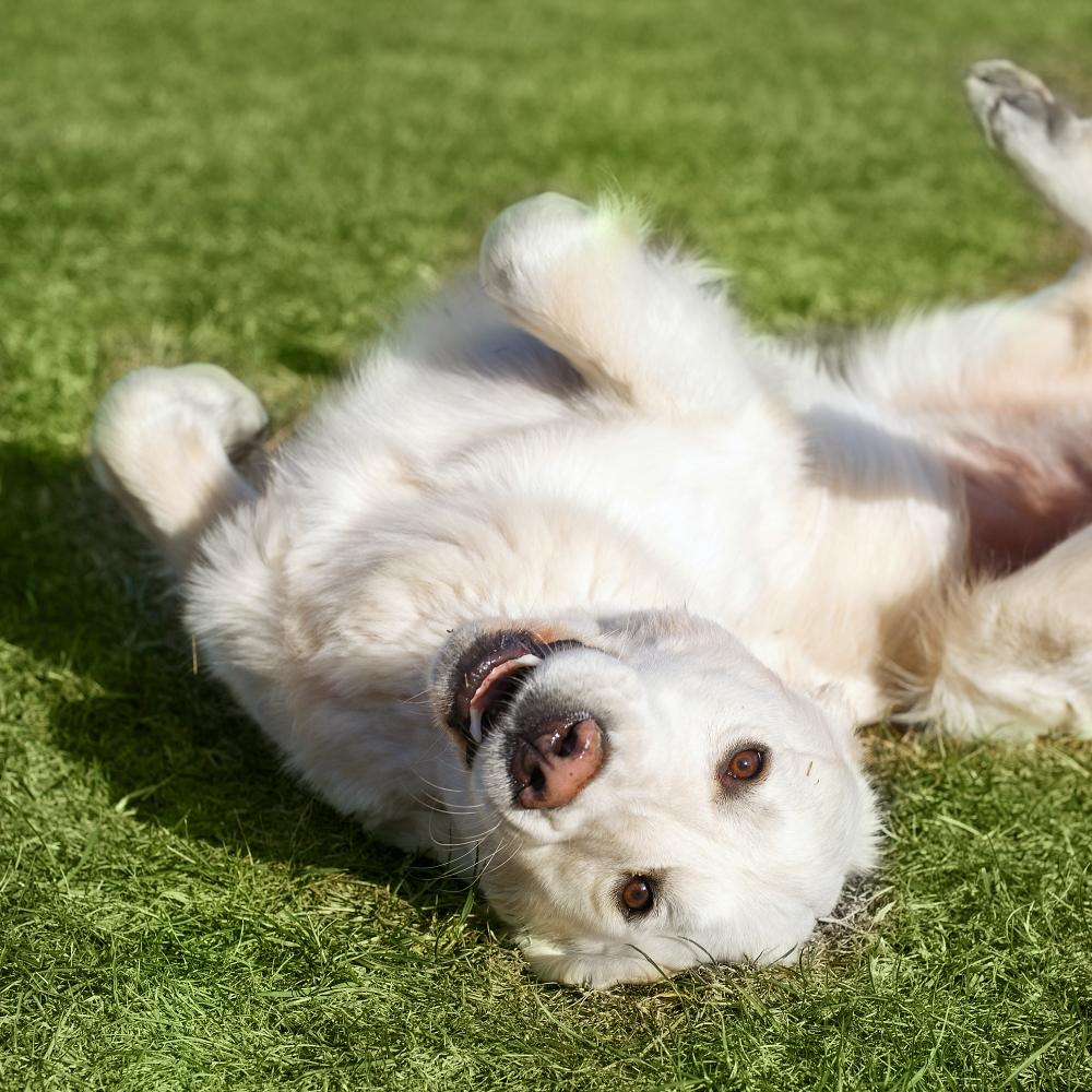 Beautiful Golden Retriever dog lying on the grass in sunny summer day