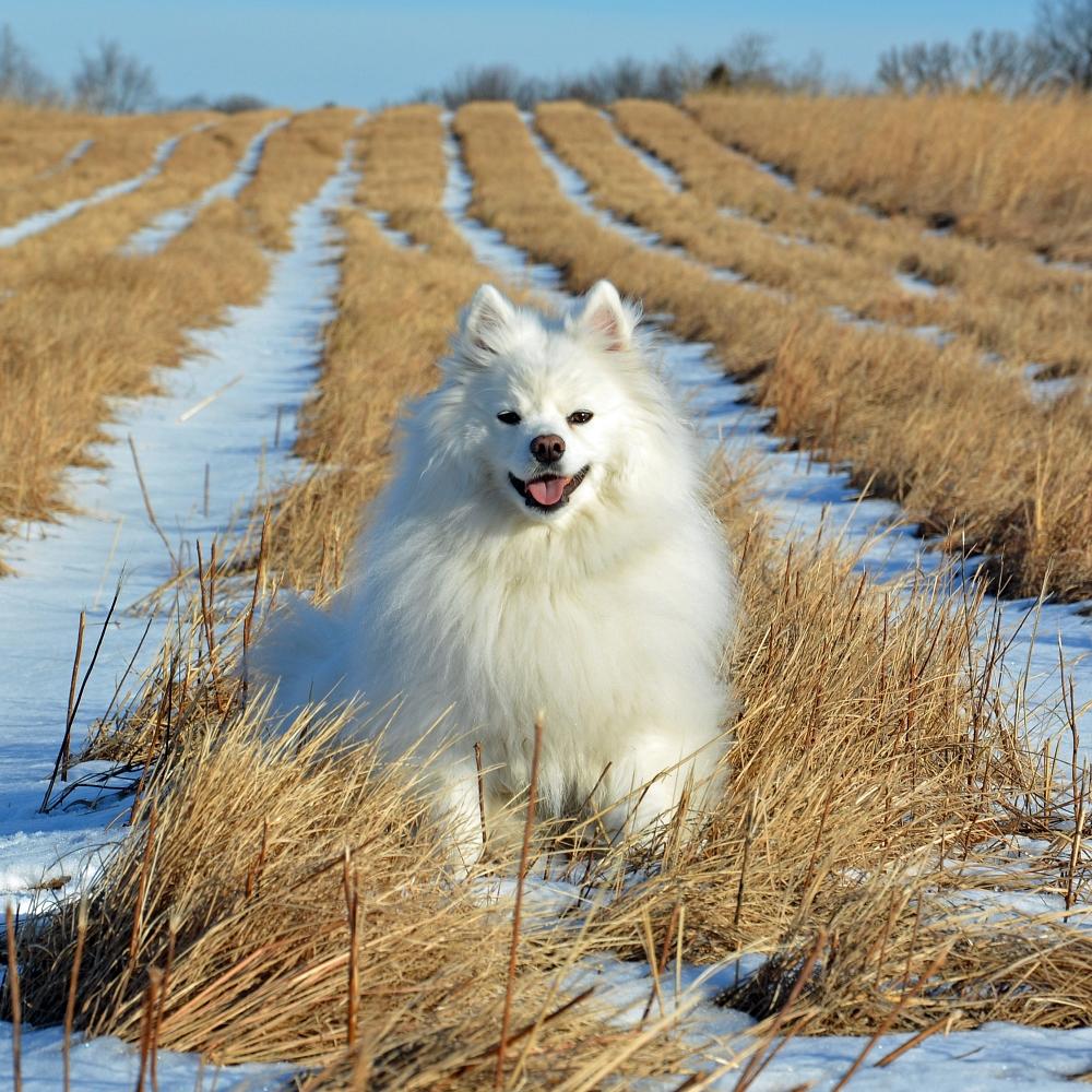 American Eskimo dog in farm field