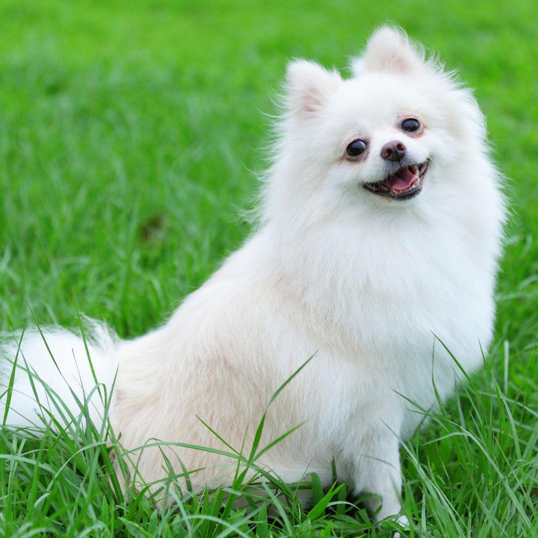 Pomeranian puppy