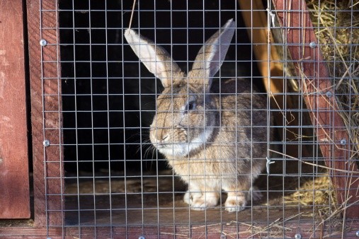 rabbit in hutch
