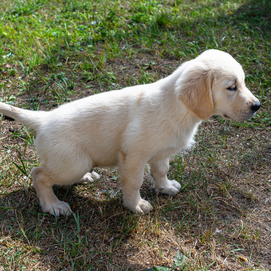Male puppy squatting to pee