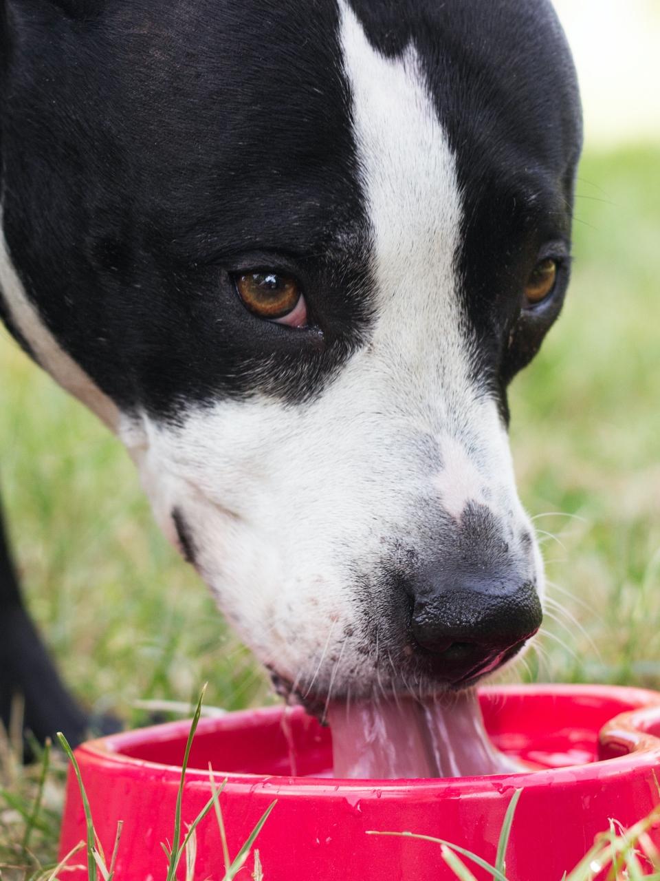 Dog drinking water from bowl
