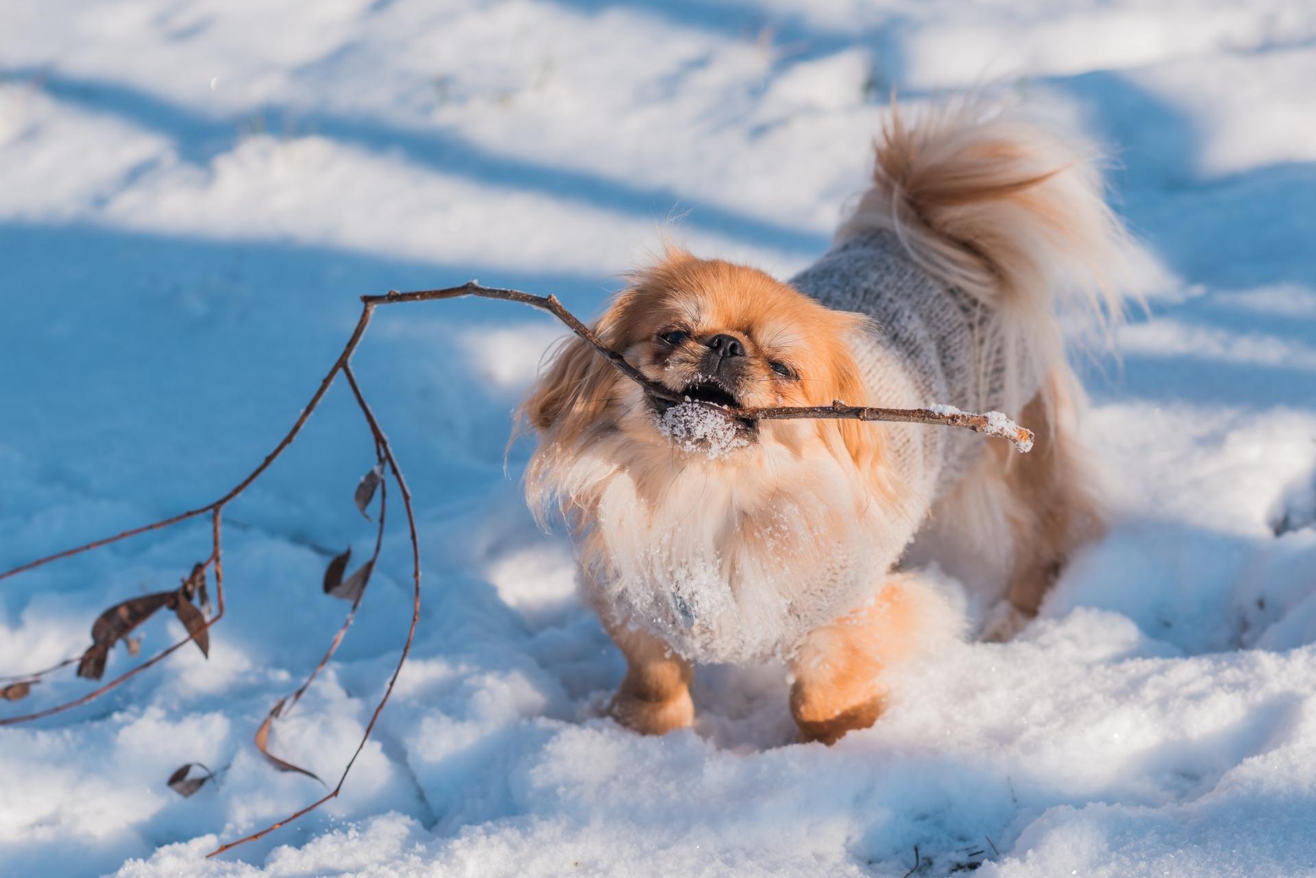 Pekingese dog
