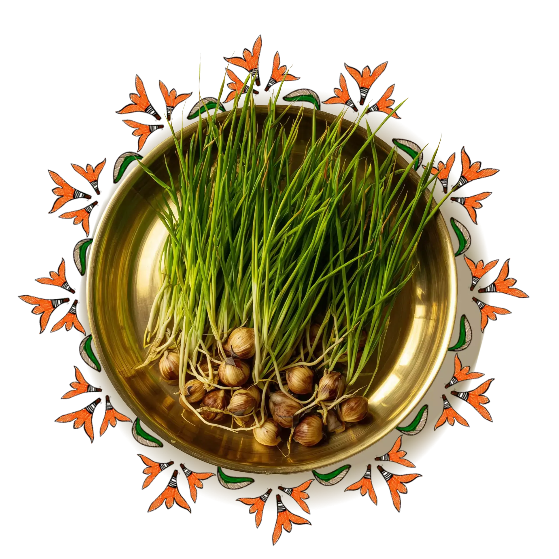 nut grass