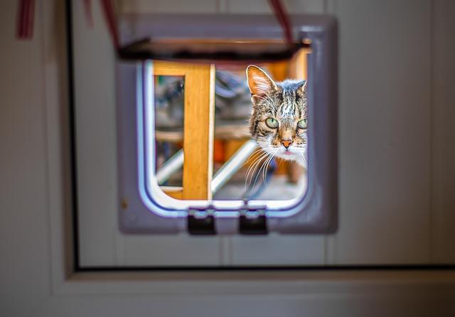 cat door flap